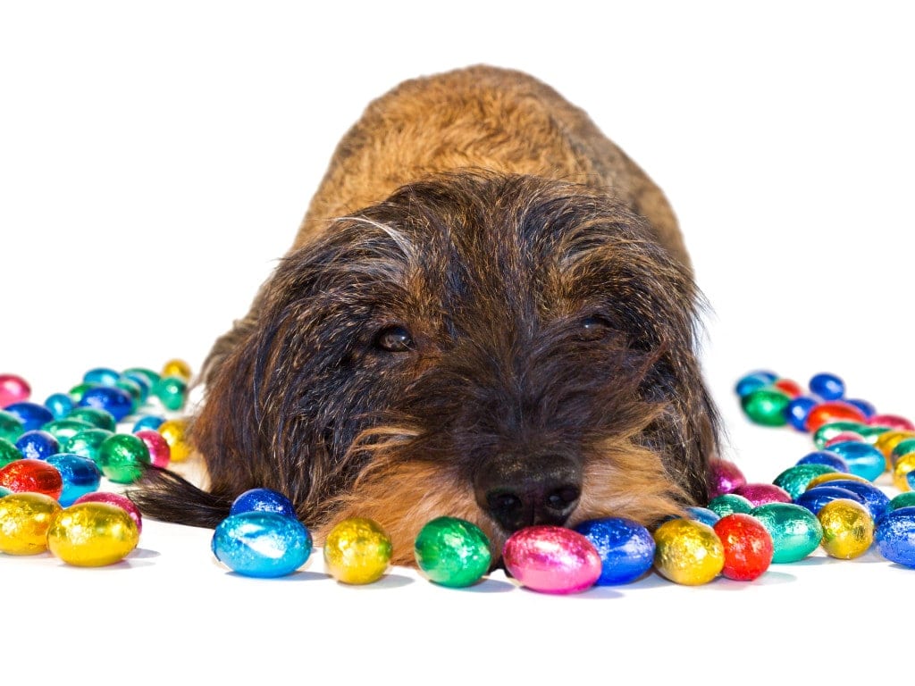 Picture of Chocolate poisoning - First Aid for Pets