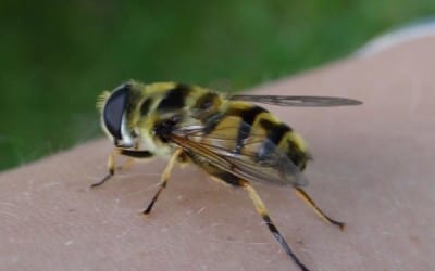 What bit me? The ultimate guide to common bites and stings