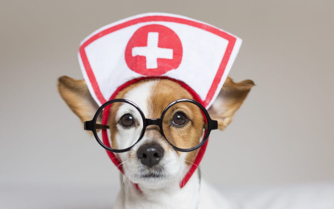 First Aid for Dogs
