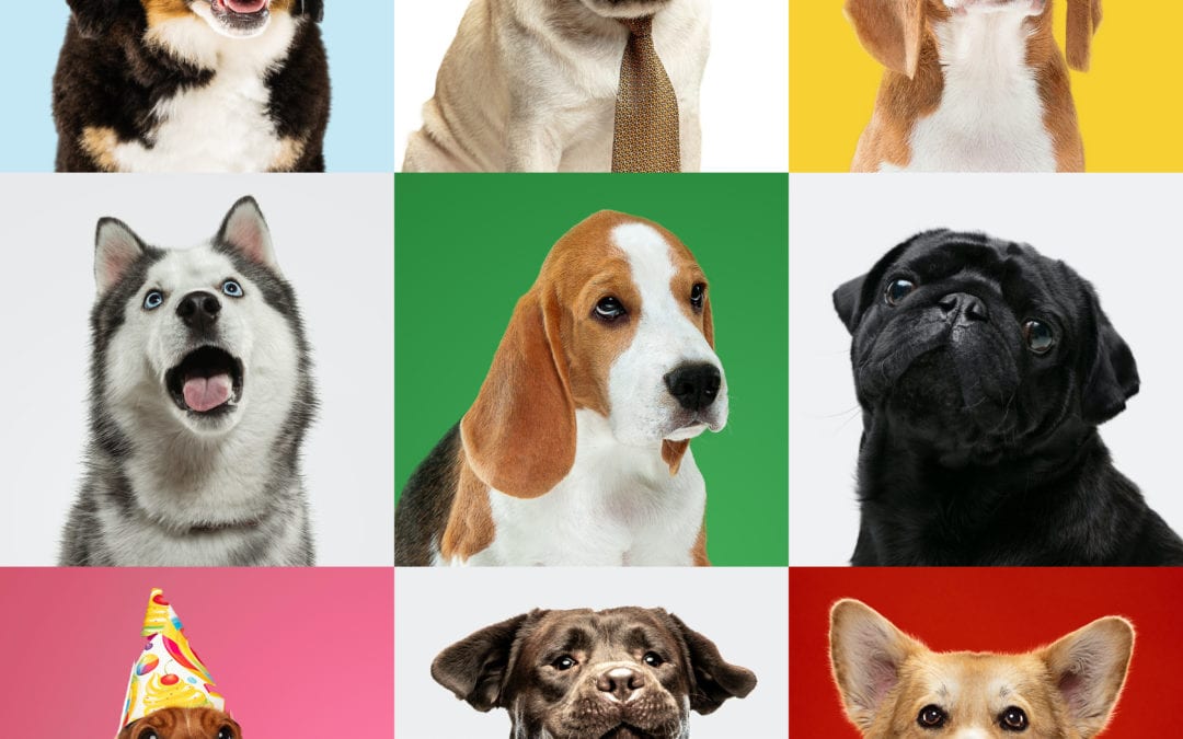 Essential First Aid for Dogs