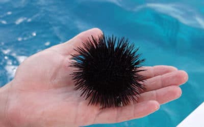 How to Remove Sea Urchin Spines and Treat Jellyfish Stings