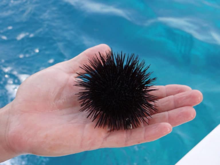 Close-up of a person holding a sea urchin — used to illustrate how to remove sea urchin spines safely.