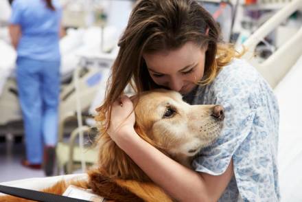 therapy, dog, hospital
