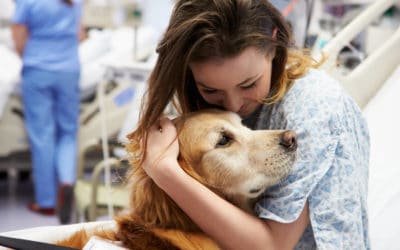 Therapy dogs in hospitals