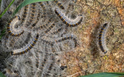 The life threatening dangers of Oak Processionary Moths