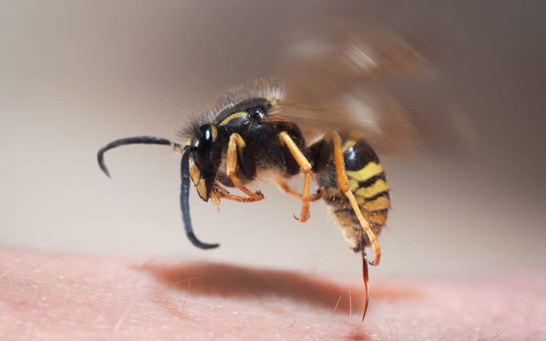 How to Avoid Being Bitten by Common and Uncommon Insects