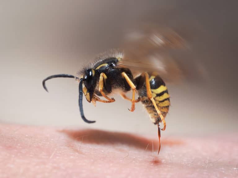 insects