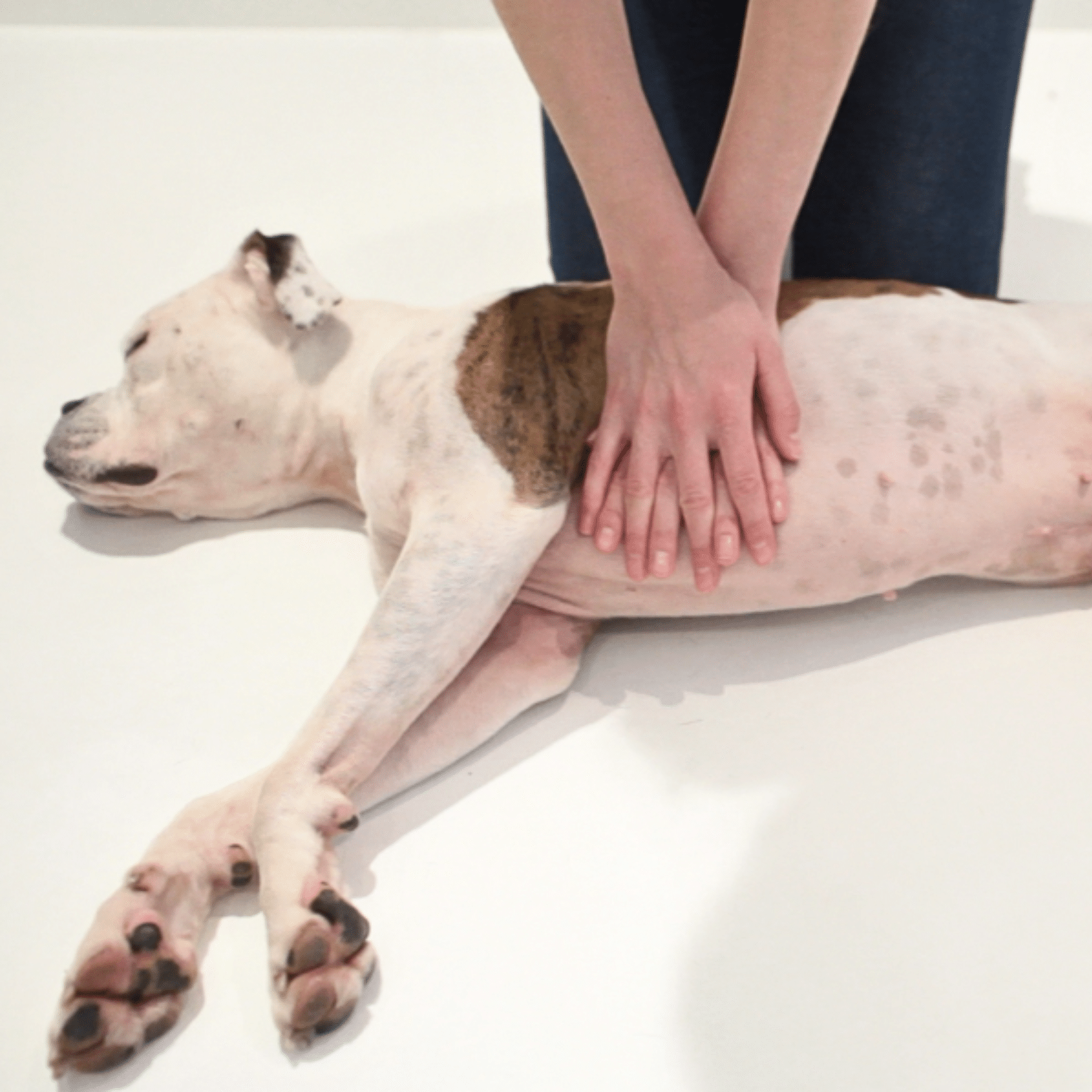 CPR for Dogs