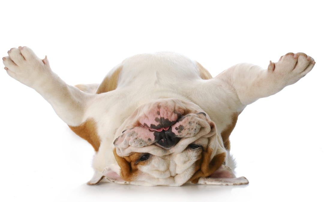 CPR for Dogs