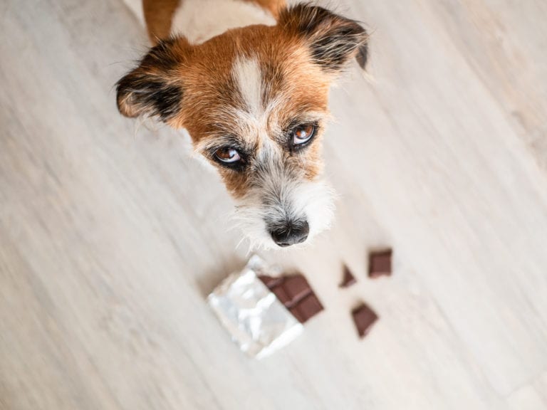 Small dog looking at pieces of chocolate on the floor — illustrating what to do if your dog eats chocolate.