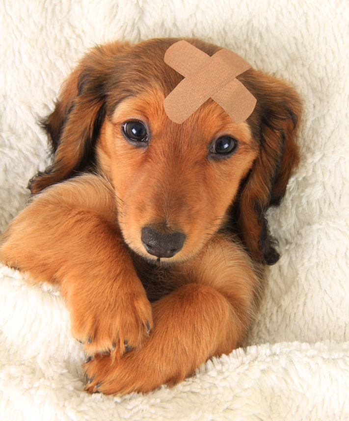 7 First Aid Tips that could save your dog’s life
