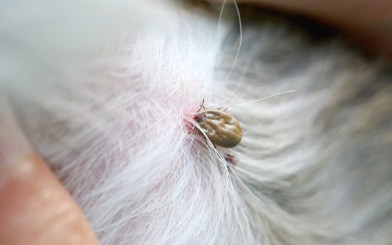 Lyme Disease