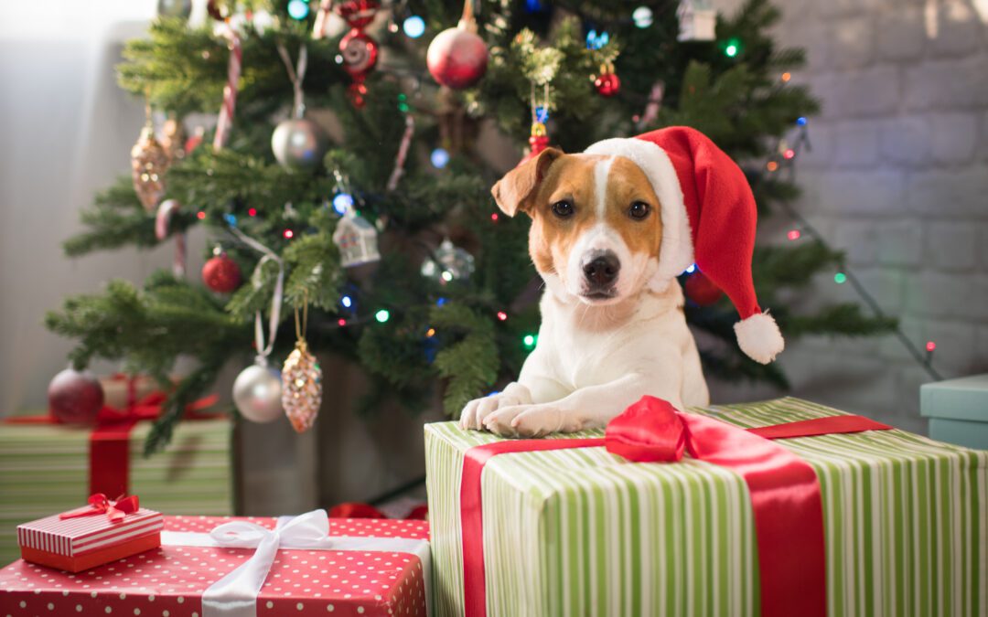 How to Have a Pet-Friendly Christmas