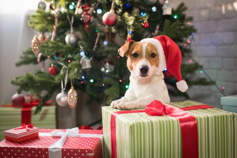 dog at christmas