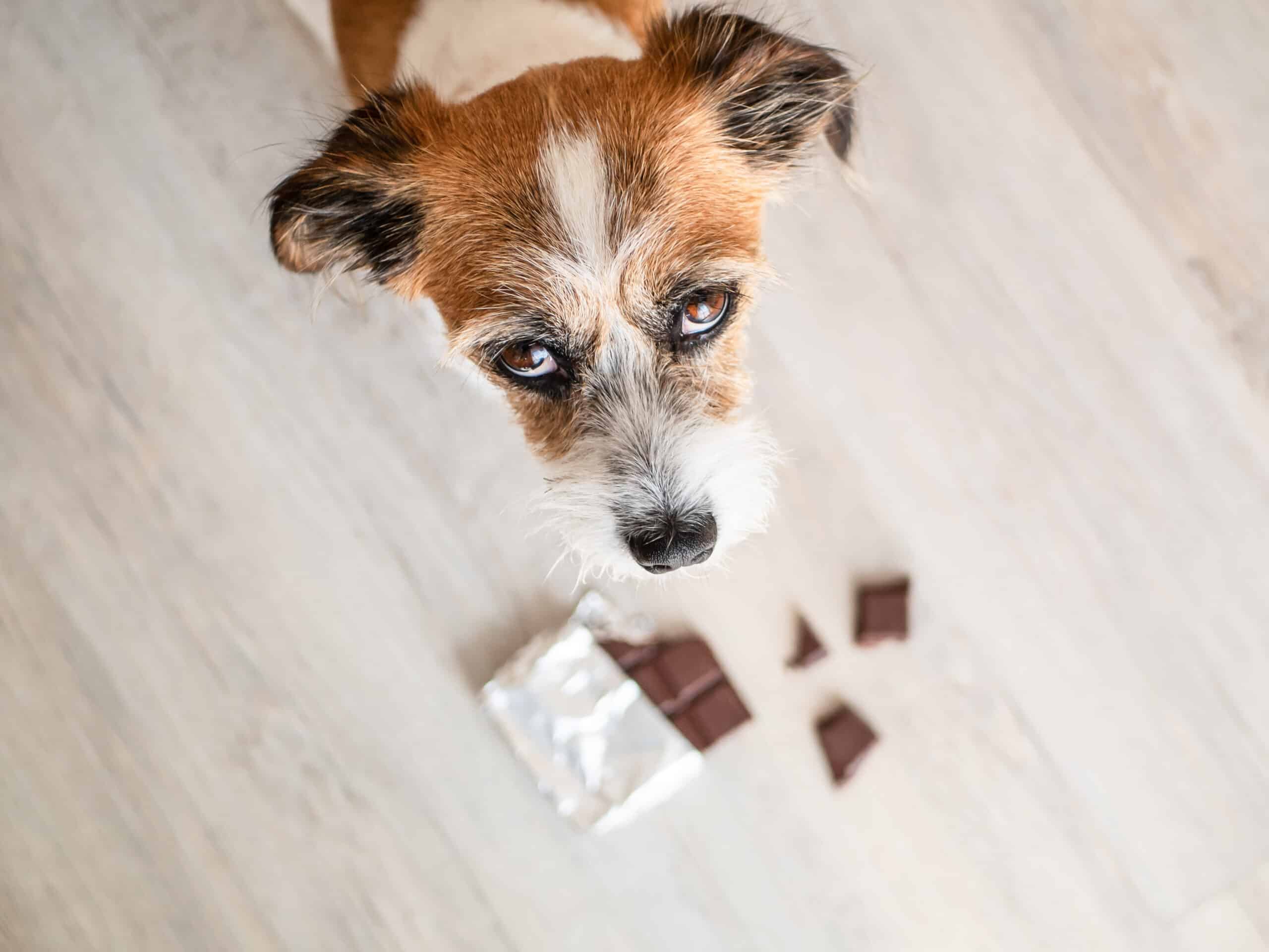 dog eating chocolate
