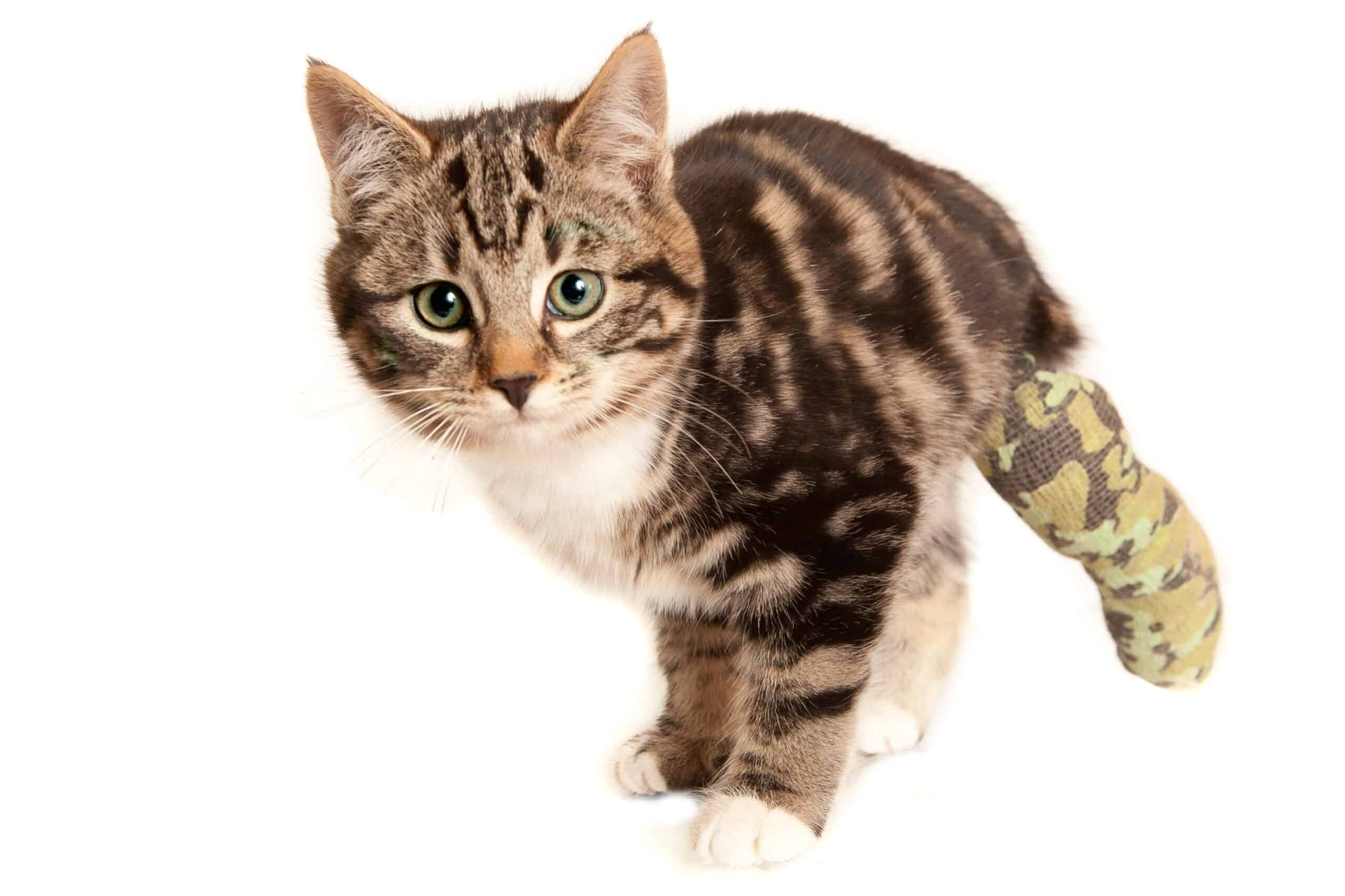 First Aid for Cats