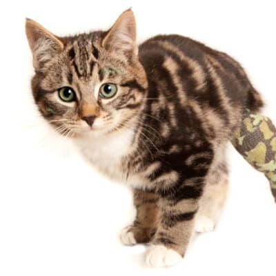 First Aid for Cats