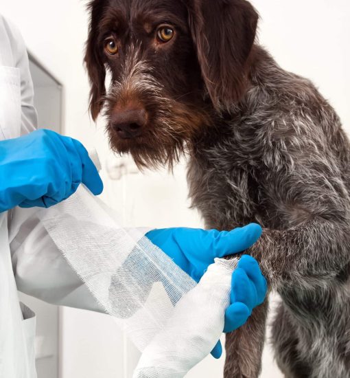 hands of veterinarian putting bandage on paw of dog