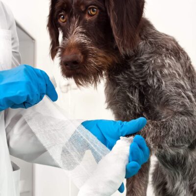 hands of veterinarian putting bandage on paw of dog